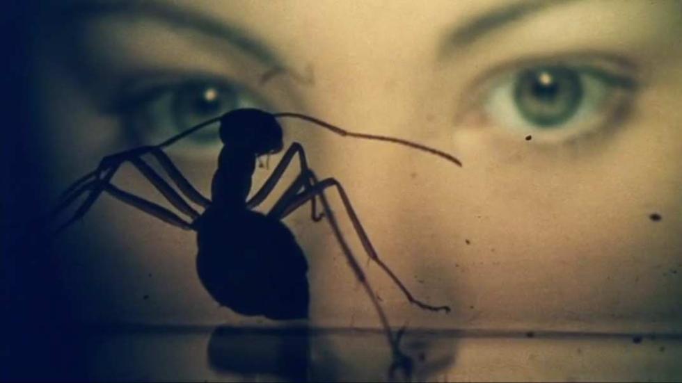 Phase IV woman stares at ant
