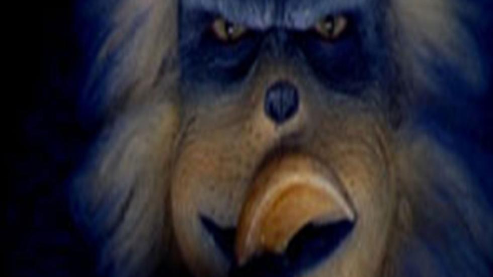 Timothy an angry creature