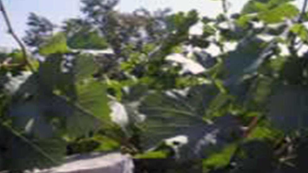 Tour de Fright grapevines